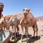 نياق خلفات متالي للبيع بحقل الوادي الجديد