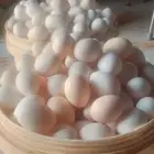 الموقع الجله بيض بلدي مخصب