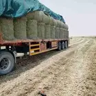 رودس حرض