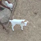 دواغير للبيع 2ذكور