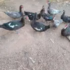 للبيع بط بح