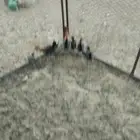 فرخ دجاج كفو والله مرح واحد