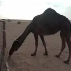 البيع بكره كفو طيبه