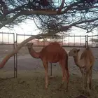 حشو قعدان على البرسيم وشعير فقط حليب شرط نضيفه العمر 5شهور