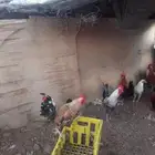 12 ديك البيع العمر 4شرط نضيفة الموقع وادي الفرع تم البيع