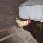 ديك و دجاجه بلدي للبيع