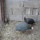 يوجد لدينا دجاج بلدي وحجل