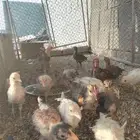 فروخ بلدي العمر شهرين ونص نضيفه