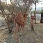 قعود عمره خمس شهور نظيف جدا على الحليب والبرسيم