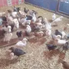 للبيع فروخ دجاج