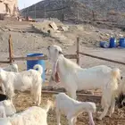 تيس مطور للبيع