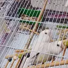 طيور الحب ( الروز) زوج جميل ويعطي بهجة في المنزل