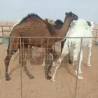 حشو مفاريد لبانيا ت .