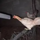 دجاج بلدي و للبيع