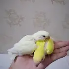 فرخين روز غر