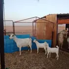 للبيع عنز متاومه جنوبيه