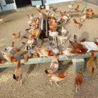 دجاج بلدي