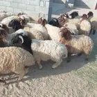 خرفان بلدي فل