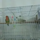 جوز روز للبيع