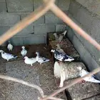 حمام باكستاني وبلدي وفرنسي للبدل بجوز بغبغاء