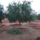 زيتون بسعر مناسب جدان زيتون نبالي زيتون محصن
