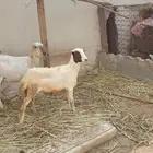 السلام عليكم ورحمه الله وبركاته
