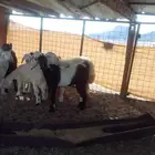 جفره سمينه