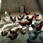 دجاج بلدي للبيع