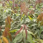 Mango seedlings are available in varieties