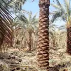 تنظيف النخيل