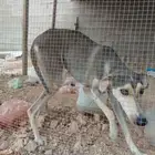 سلقه سلقه كل شي  تلحقه