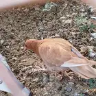 للبيع حمام هجين رقاص المجارده