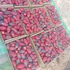 رطب الموسم للبيع