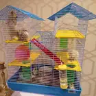 هامستر قصر ملكي