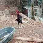 ديك باكستاني