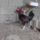 ديك بلدي مع باكستاني