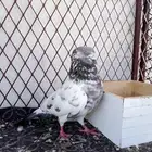 حمام