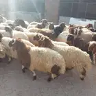 ذبايح خرفان بلدي طيب