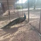 طاوؤس