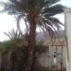 نخلھ للبيع