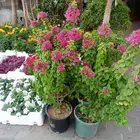 تنسيق حدائق
