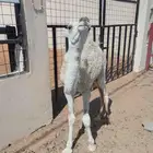 بكره لبانيه للبيع