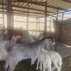 تيس مشروع فحل وثاني ذبيحه