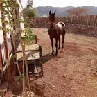 حصان عربي اصيل قابل للبدل بي ماعز أو ضأن