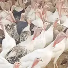رومى بياض