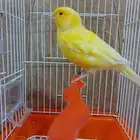 ذكر وأنثى كناري أوربي