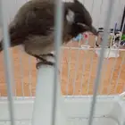 بلبل هملايا للبيع فاخر من الاخر