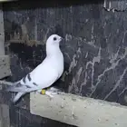 حمام شامي ذكر بوز كش