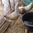 دجاجه براهم معا با باكستاني