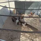 دجاجه دجاجه عليها على 16و17